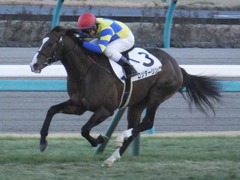 20160124 中山12R 4歳上1000万下 ロジダーリング 19