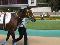 20141026 東京4R ラッシュアタック 04