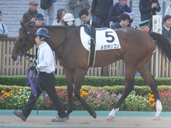 20161120 東京1R 2歳未勝利 メガポリゴン 05
