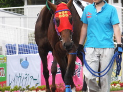 20170524 大井8R B2 マイネルグルマン 03