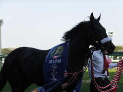 20140412 中山11R ニュージーランドT ショウナンアチーヴ 14