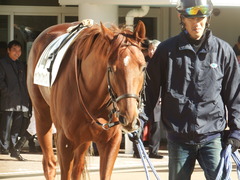 20181228 中山4R 2歳未勝利 ヤップヤップヤップ 07
