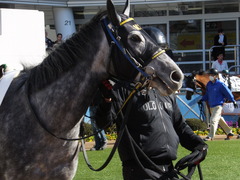 20150117 中山5R 3歳未勝利 グローリアスレイ 03