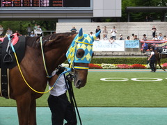 20150628 東京11R パラダイスS アルマディヴァン 10