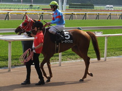 20170527 東京10R 葉山特別(1000) レーヌドブリエ 21