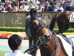 20140531 東京6R オウケンブラック 11