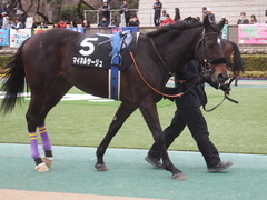 20190126 東京11R 白富士S 4歳上OP マイネルサージュ 11