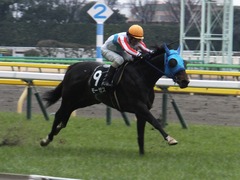 20160130 東京10R クロッカスS モーゼス 14