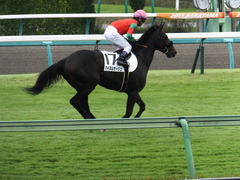 20150926 中山7R 3歳上500万下 マイネルサージュ 11