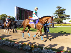 20151025 京都11R 菊花賞(G1) マッサビエル 18