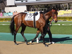 20160207 東京7R 4歳上500万下 トーセンカナロア 04