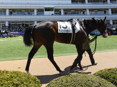 20140321 中山4R ダノンジャガー 05