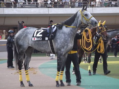 20121124メジロマリアン 2