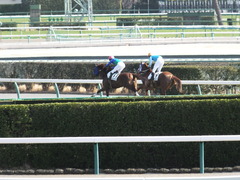 20160227 中山4R 4歳上障害未勝利 バシニアティヴ 18
