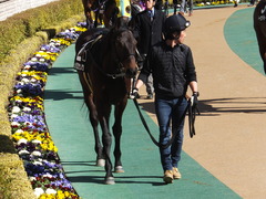 20150214 東京8R 春嶺JS メジロサンノウ 06
