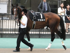 20160528 東京9R 富嶽賞(1000) プエルト 08