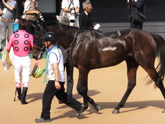 20151004 中山7R 3歳上500万下 トーセンカナロア 16