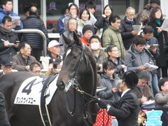 20161218 中山4R 2歳未勝利 ダンスウィズユー 13