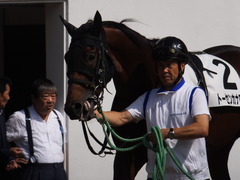20151004 中山7R 3歳上500万下 トーセンカナロア 06
