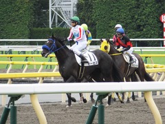 20161010 東京6R (500) モーゼス 19