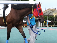 20170524 大井8R B2 マイネルグルマン 07