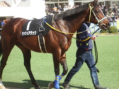 20190302 中山8R 潮来特別(1000) ラッシュアタック 06