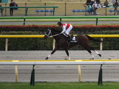 20151031 東京10R 赤富士S ショウナンアポロン 17