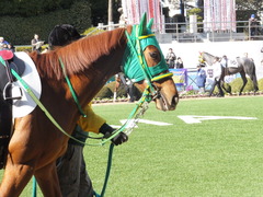 20140118 中山競馬場 ポッドコンジュ 08