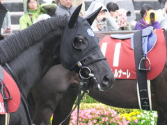 20151108 東京11R AR共和国杯 サトノノブレス 08