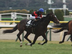 20190216 東京9R フリージア賞 3歳500万下 ホウオウサーベル 16