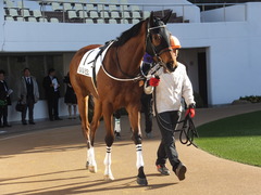 20150117 中山2R 3歳未勝利 パルパルパピヨン 01