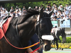 20140503 東京11R 青葉賞 ショウナンラグーン 09