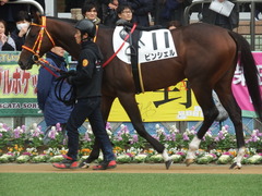 20181223 中山3R 2歳未勝利 ピンシェル 06