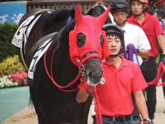 20181008 東京12R (500) ノーザンクリス 12