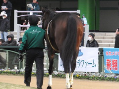 20170114 京都12R 4歳上1000万下 タンギモウジア 10