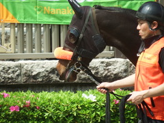 20190421 東京8R (500) ラプターゲイル 02