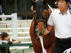 20171014 京都3R 2歳未勝利 ハルキスター 03