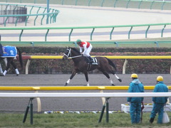 20150222 東京11R 金蹄S ショウナンアポロン 09