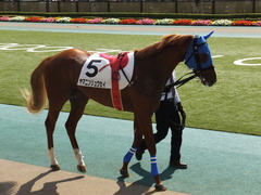 20151012 東京3R 2歳未勝利 ヤマニンリュウセイ 09