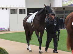 20151213 中山8R 3歳上500万下 ヴィルトグラーフ 04