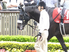20150516 東京11R 京王杯SC(G2) ショウナンアチーヴ 02