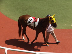 20150920 阪神7R 3歳上500万下 イサチルホープ 04