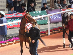 20170311 阪神3R 3歳メイクデビュー フェアチャイルド 17