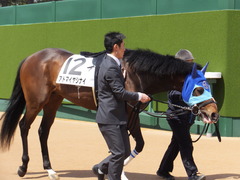 20170402 中山6R 3歳500万下 アドマイヤシナイ 16
