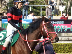 20180217 東京11R ダイヤモンドS(G3) ホウオウドリーム 18