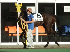 20181115 大井2R 2歳新馬 ラッキーナッキー 05
