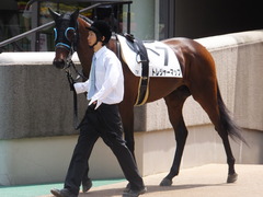 20150524 東京7R 4歳上500万下 トレジャーマップ 02