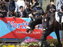 20140316 中山6R ショウナンラグーン 06