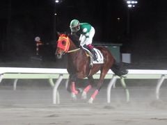 20181205 大井12R サジタリウス賞 B2 マイネルグルマン 17