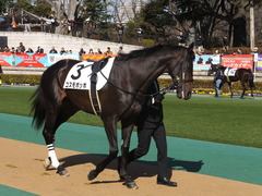20150221 東京2R 3歳未勝利 コスモポッポ 01